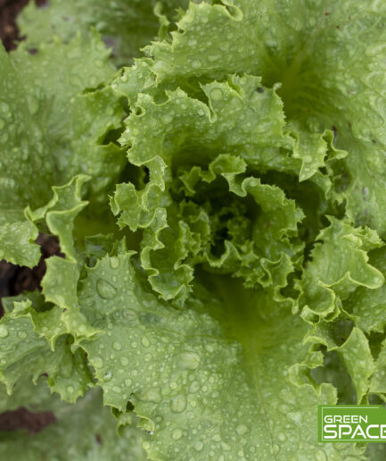 Lettuce plant