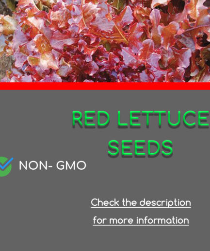 red lettuce green space shop