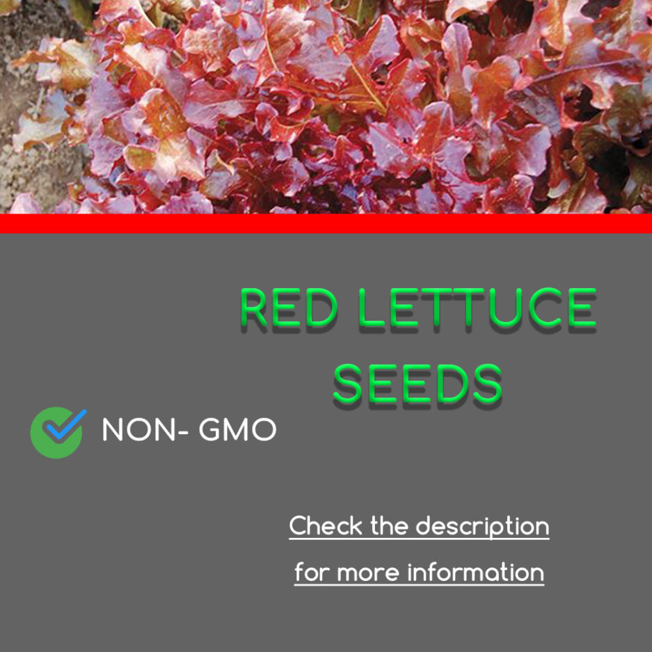 red lettuce green space shop