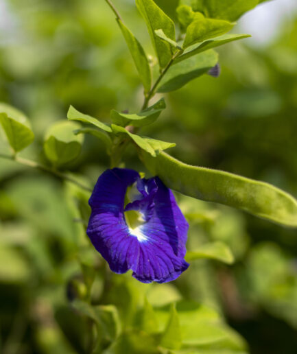 Butterfly pea blue seed