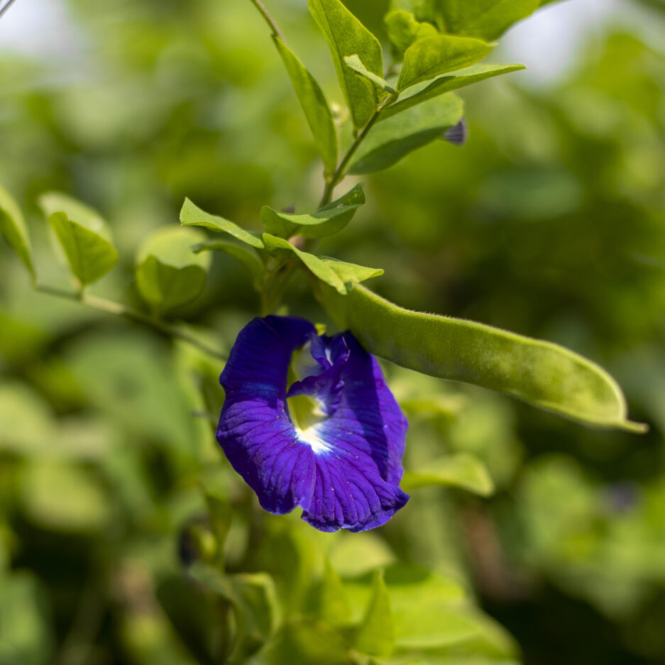 Butterfly pea blue seed