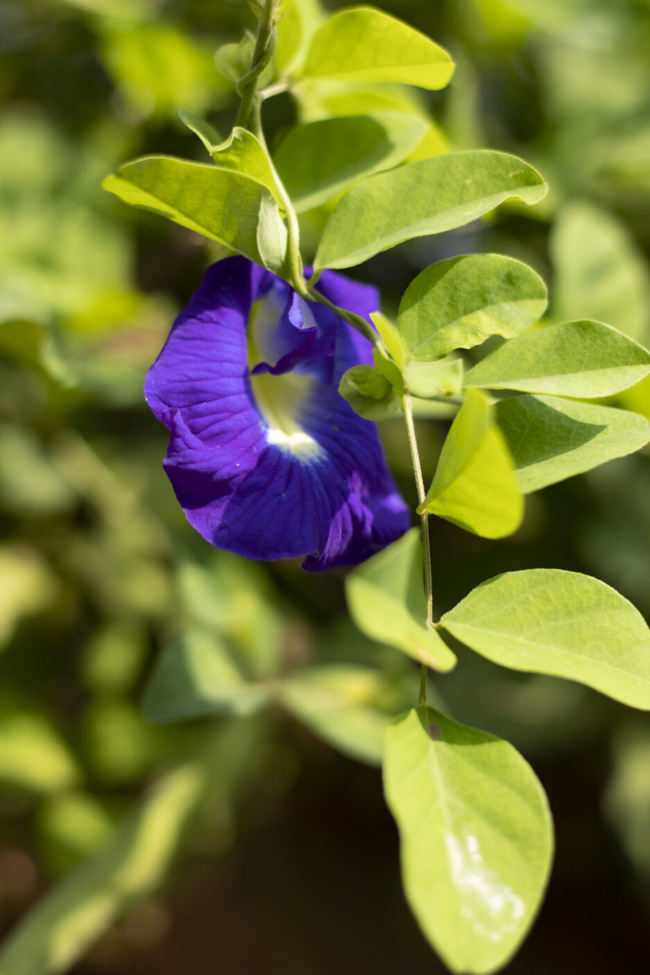 blue buterfly pea flowering plantseed