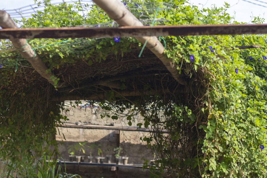 Canopy of butterfly pea