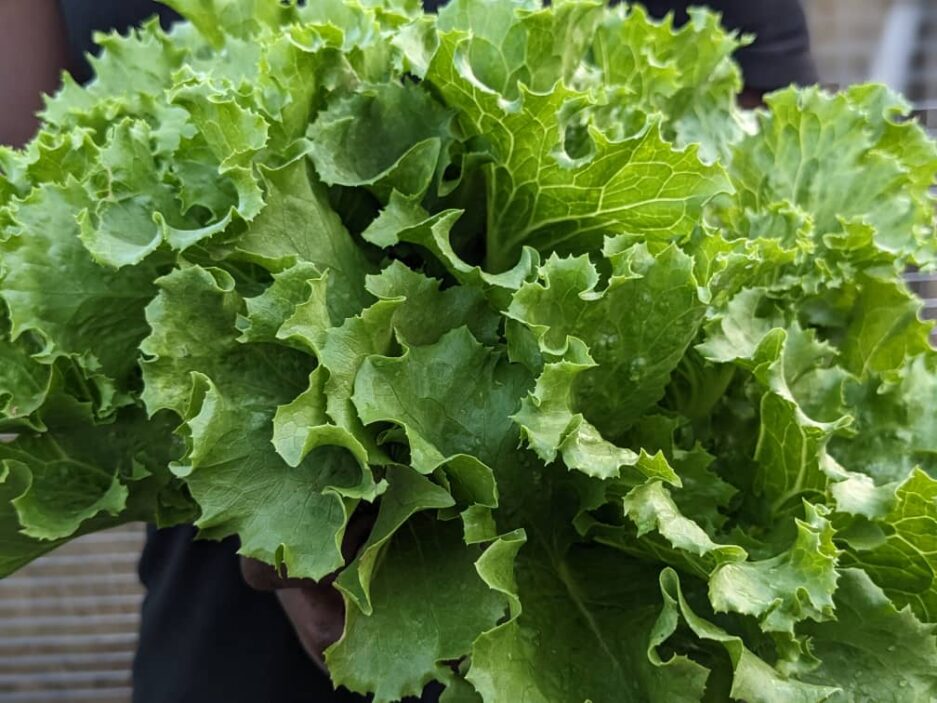 LETTUCE HARVEST