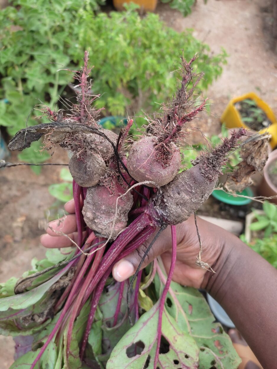 Beetroot harvest