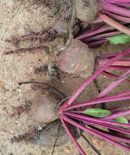 beetroot plant