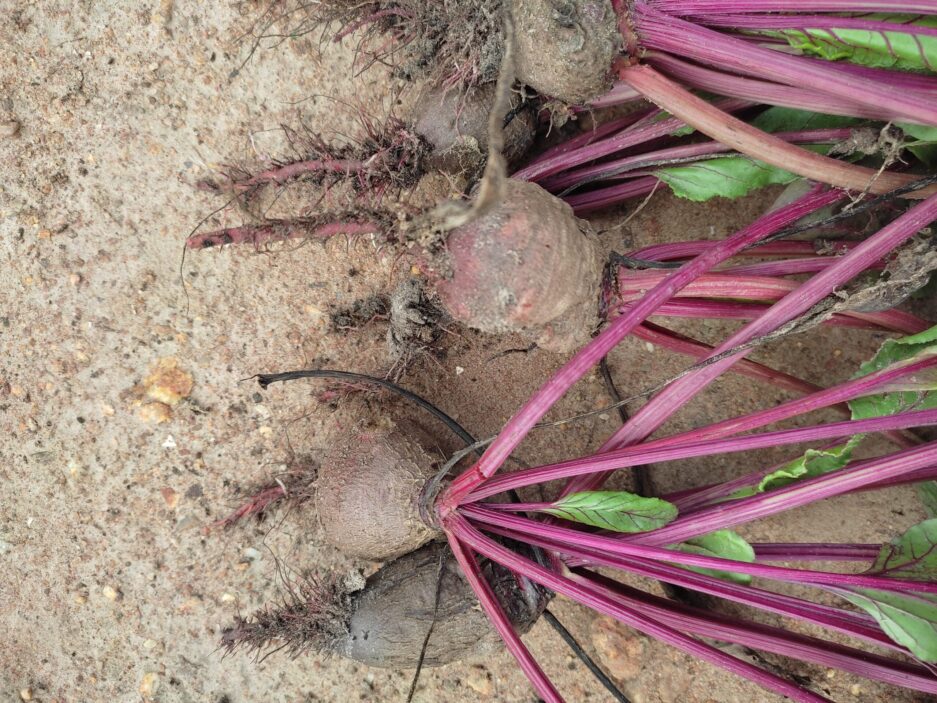 beetroot plant