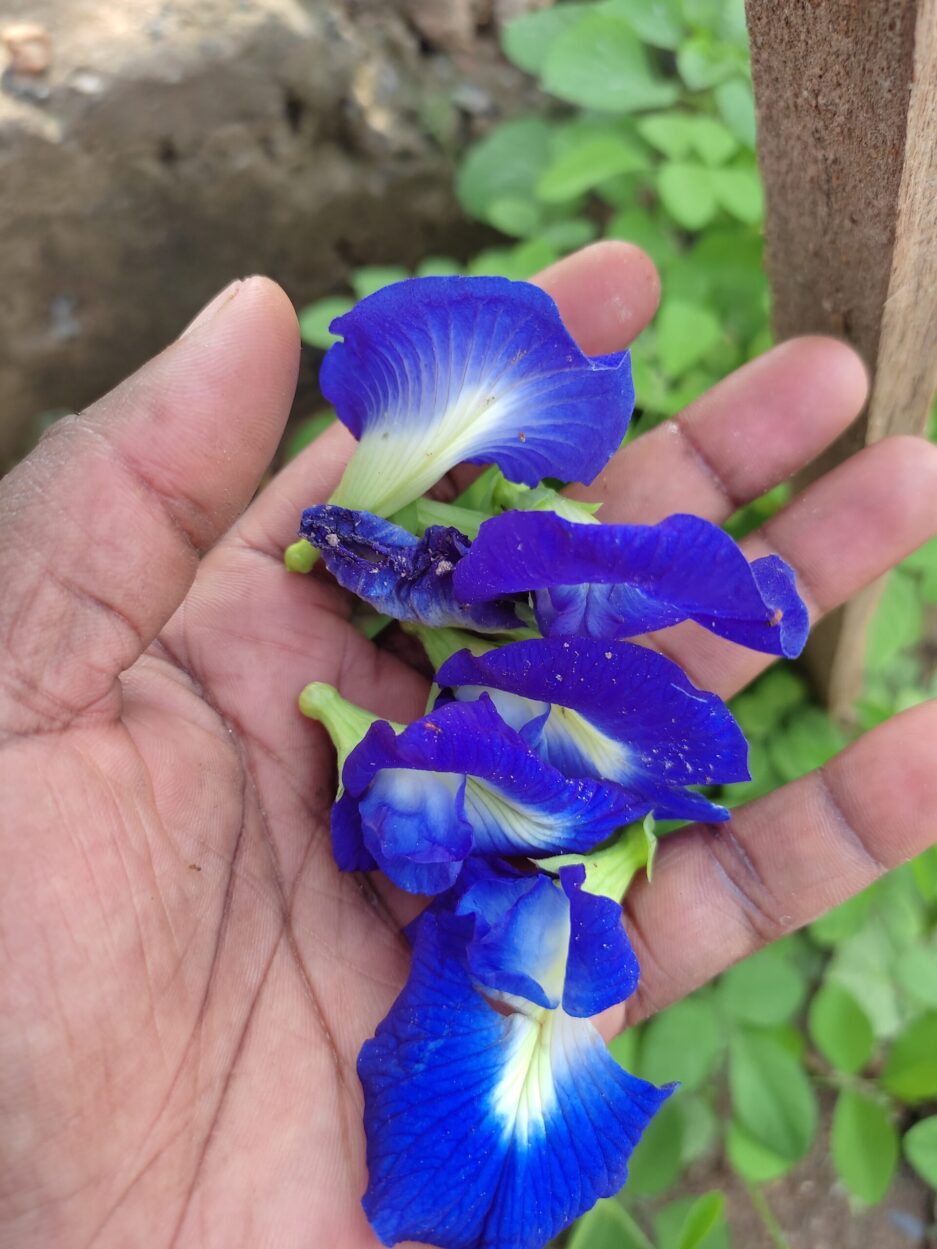 Butterfly pea seeds