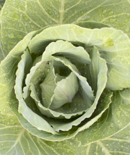 cabbage