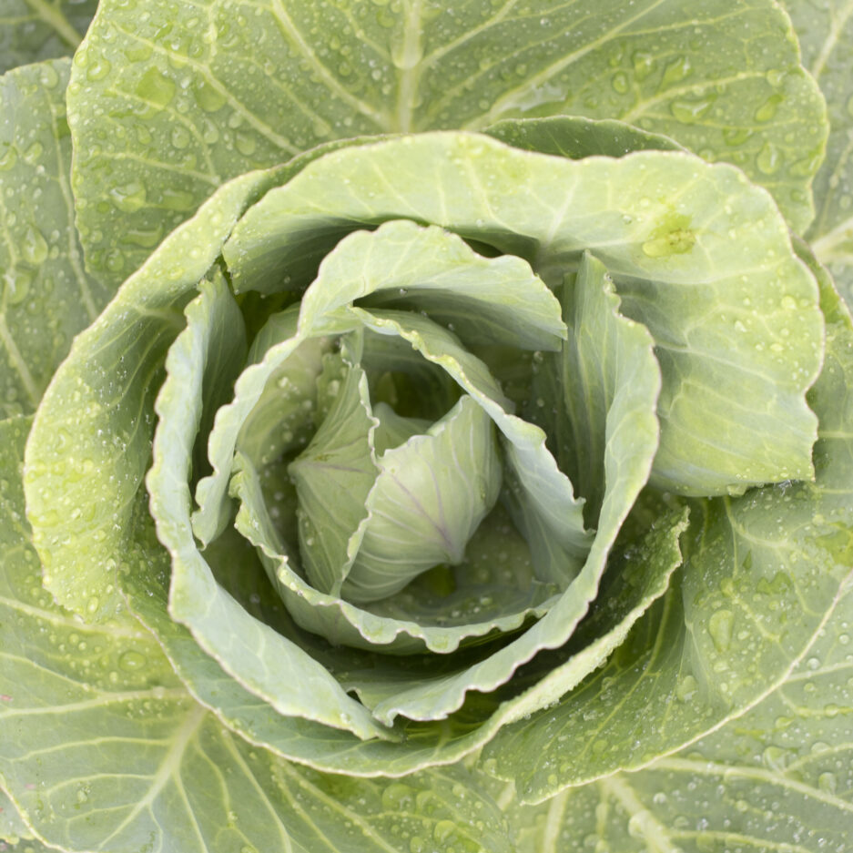 cabbage