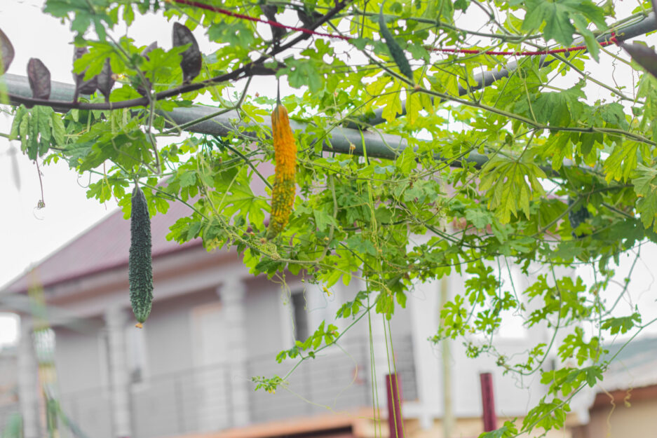 climbing plant bittergourd