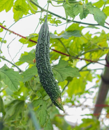 bigger gourd seed