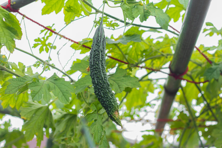 bigger gourd seed