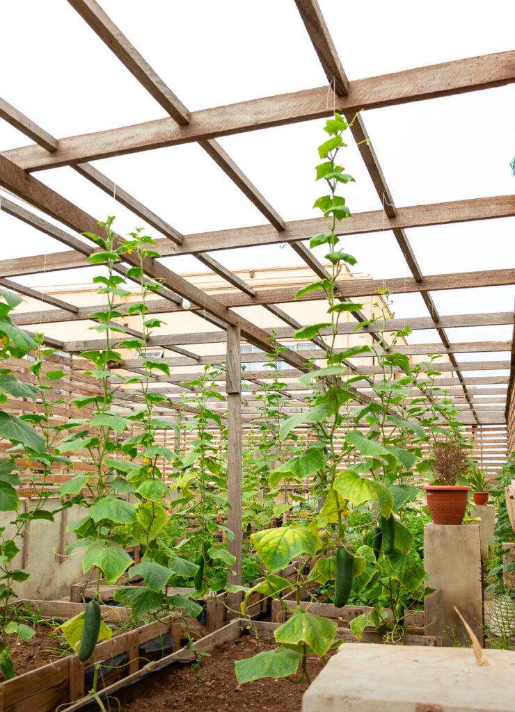 Ronsard school farm program by Green Space