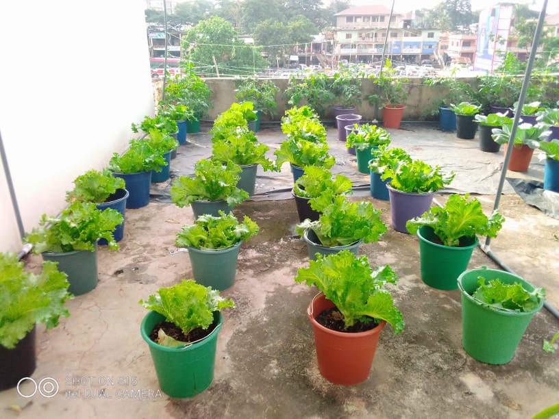 Lettuce Project grow together advocacy program