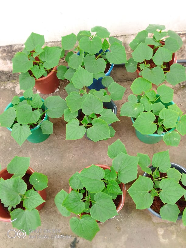 Cabbage in containers project grow together 2022