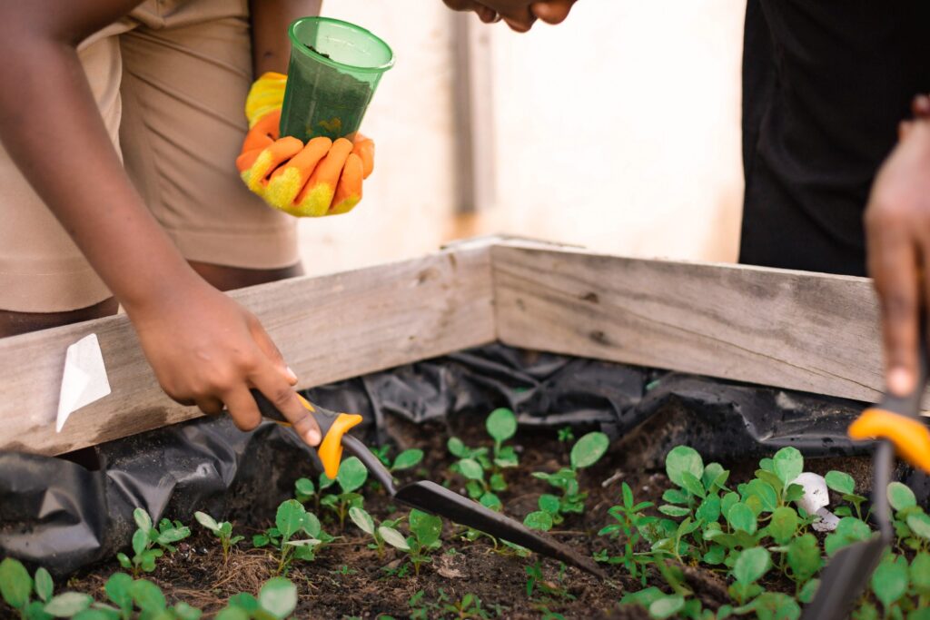 planting