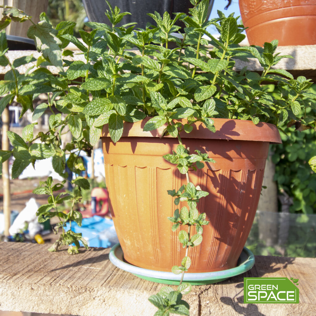 potted mint