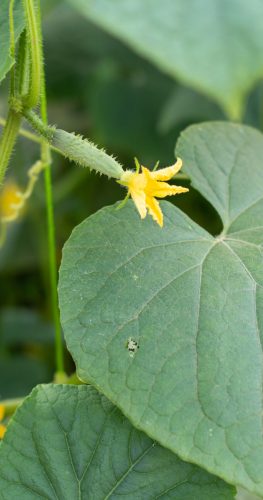 CUCUMBER GREEN SPACE